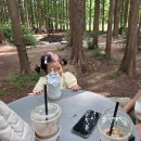 강화도 아기랑 갈만한 카페｜메타포레스트 숲속 카페 후기 (주차·유모차·돌아기)