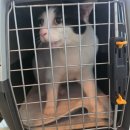 10살 고양이 건강검진 후기,노령묘라면 꼭 확인해야 하는 것들