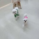 털로덮인 친구들 커먼그라운드점 이미지