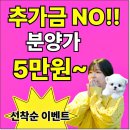 김천미니 | 김천미니비숑분양 사랑스러운 가족