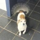 오늘의 강아지 이미지