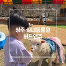 청주 실내 아이와 가볼만한곳 버드앤쥬 실내동물원 이색체험 데이트