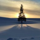 3902 | 일본 토모야 삿포로 비에이 후라노 버스 일일투어 추천 크리스마스트리 쥰페이