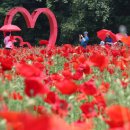 용수골꽃양귀비축제 이미지