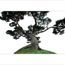 꽃지가는길 이미지