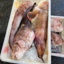 7월15일.생물 손질곰치,민어,농어,광어,서대,덕자,갯장어,먹갈치,눈뽈떼기 이미지
