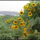 창만1리 이미지