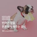 24시 웰니스 동물 의료센터 | 부천동물병원 365일 24시 웰니스동물의료센터 반려견 장을 튼튼하게 해주는 음식
