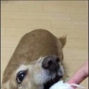 솜사탕 이미지