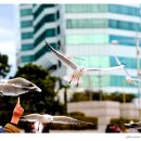 갈매기의 꿈 이미지