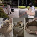 복돌이애견 | 산책하다 다리아픈 강아지 업어가기 강아지포대기 밀리옹뉴밀링백 어깨 안아픔