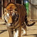 만 마리의 호랑이 이미지