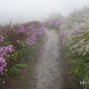 (제278차)2017년5월13일 지리산 바래봉 철쭉꽃 산행 이미지