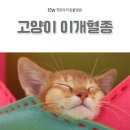 이개내고양이 이미지