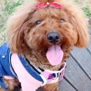 루비펫살롱 이미지