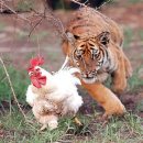 나자바바라 이미지