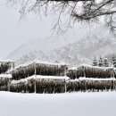 황태덕장 이미지