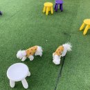 몽띠끄펫 이미지