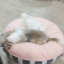 미플 이미지