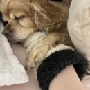 코타강쥐 이미지