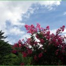 백일홍 민박집 이미지