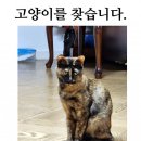 고양이를 애타게 찾고 있어요! 부산/로미/카오스냥이, 제보 꼭 부탁드립니다! 이미지