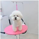 댕댕이 미용살롱 이미지