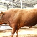 가축인공수정업 이미지