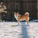 빵귤맨숀 이미지