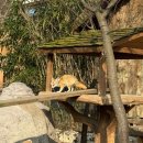 에버랜드 | 겨울 에버랜드 후기 및 꿀팁🖤