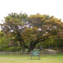 () 옛 백제의 흔적이 깃든 도심 속의 상큼한 공간이자 너른 뒷동산, 올림픽공원~몽촌토성 나들이 (나홀로나무, 성내천) 이미지