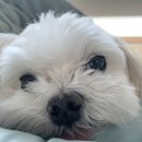 진수동물병원 이미지