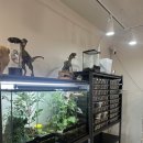 크레도 수원 | 콘스네이크 명가 ETM_소리님의 에그테인먼트 방문 및 입양후기