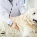 참누리동물병원 이미지