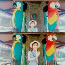 혼또차이나 | 0721싱가폴여행2일차/차이나타운/야쿤카야토스트/씨휠/주롱새공원/술탄모스크/아랍스트리트/나이트...