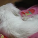 새롬애견 이미지