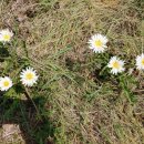 623가마솥보리밥 이미지