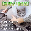 함께냥 대전점 | [공지] 대전고양이미용 [함께냥 대전점] 완전히 믿고 맡길 수 있는 안전한 대전고양이무마취미용 샵에...