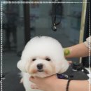 모여라 애견미용 이미지
