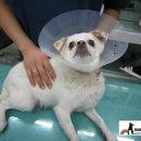 레인보우동물병원 이미지