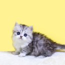 강남고양이분양 나비캣 이미지