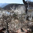 미선네집 이미지