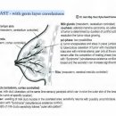 유방 - 배아층 상관관계 포함 이미지