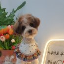 펫그리다 이미지