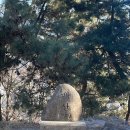 배산의 희망나무 | 🌿 연산동 배산숲길 + 고분군 산책 후기 – 도심 속 자연 뷰 맛집 🏞️
