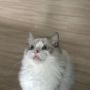 담은동물병원 | 고양이 중성화 마곡 본외과동물의료센터 수술 후기+병원 정보🐱