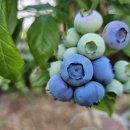 우석농장(2농장) 이미지