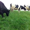 평촌목장 이미지