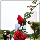 장미빌딩 이미지