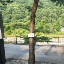 포레스트캐빈앤캠프 | 충주 제천 계곡캠핑장 포레스트케빈엔캠프 솔직 후기